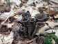 Sötét trombitagomba (Craterellus cornucopioides), Zemplén